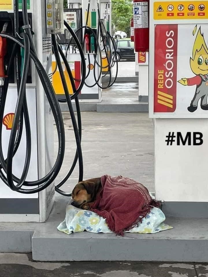 Trông hàng nhưng mệt quá thì ngủ một lúc vậy.