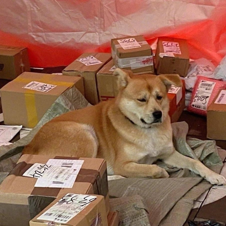 Chú chó này phải trông cửa hàng cho chủ nhân nó, tuy nhiên vẻ mặt lại có vẻ gì đó không ổn.