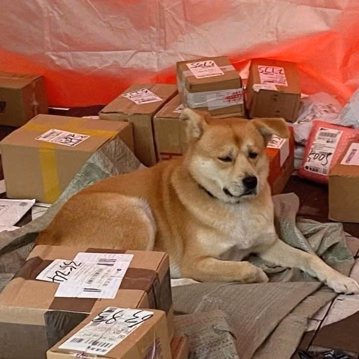 Chú chó này phải trông cửa hàng cho chủ nhân nó, tuy nhiên vẻ mặt lại có vẻ gì đó không ổn.