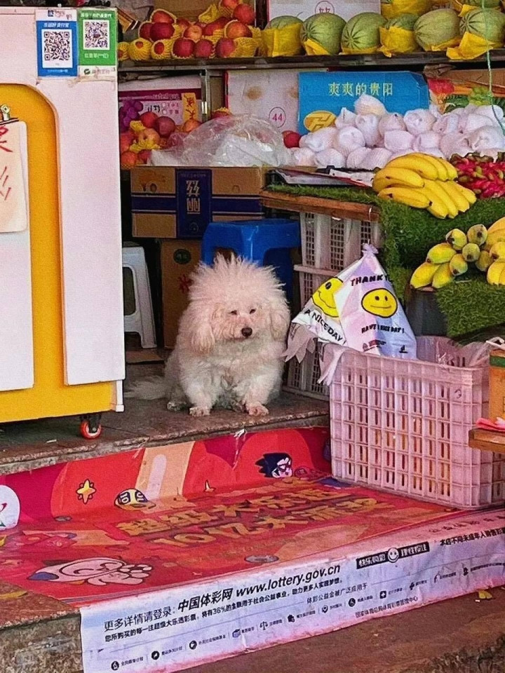 Đang yên đang lành tự nhiên dựng đầu người ta dậy bắt trông hàng. Ảnh: Tổng hợp