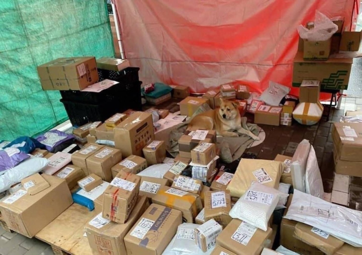 Nói về hội boss chó mèo "đa di năng" thì trước đây trên MXH đã xuất hiện không ít, tuy nhiên mỗi con lại có những dáng vẻ, thần thái khác nhau khiến khách hàng đều không nhịn nổi cười.