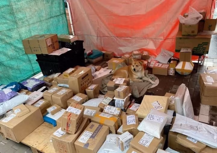 Nói về hội boss chó mèo "đa di năng" thì trước đây trên MXH đã xuất hiện không ít, tuy nhiên mỗi con lại có những dáng vẻ, thần thái khác nhau khiến khách hàng đều không nhịn nổi cười.