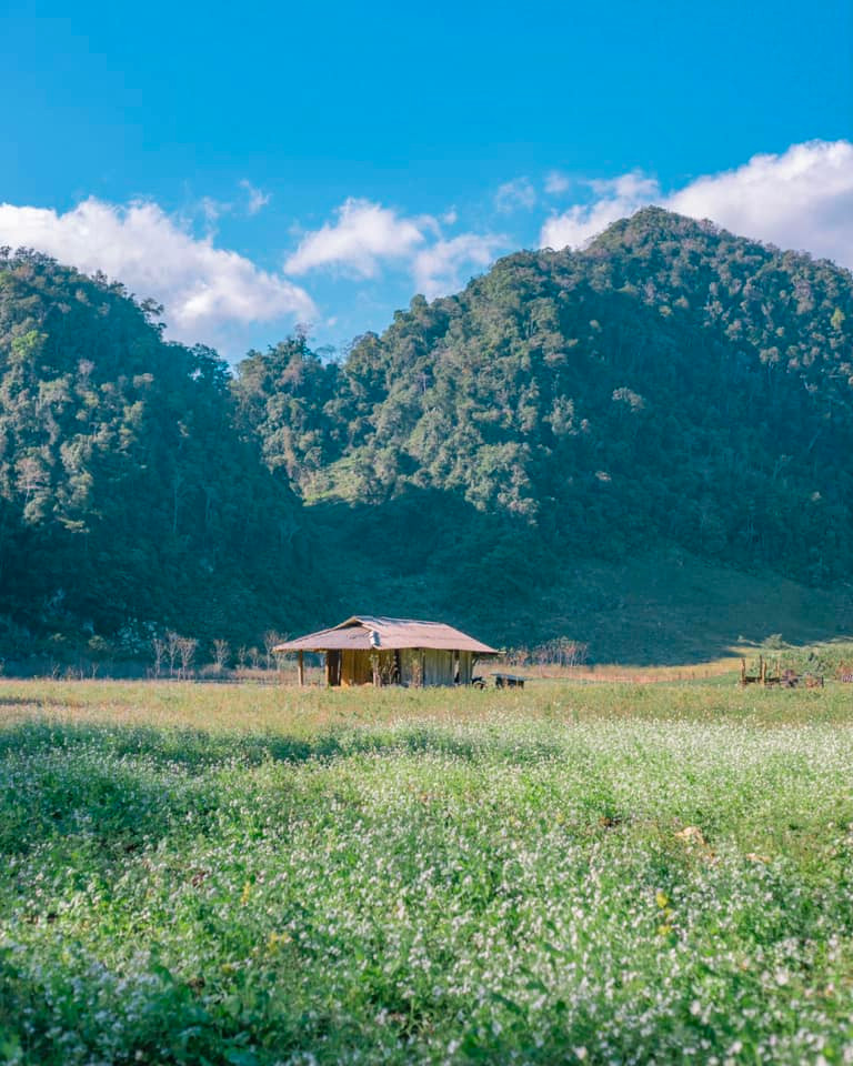Những cánh đồng hoa cải trắng nở khắp Mộc Châu khiến bao người mê mẩn Ở những dải đất rộng lớn, hoa cải trắng phủ kín cả triền đồi. Ảnh: Bùi Ngọc Công