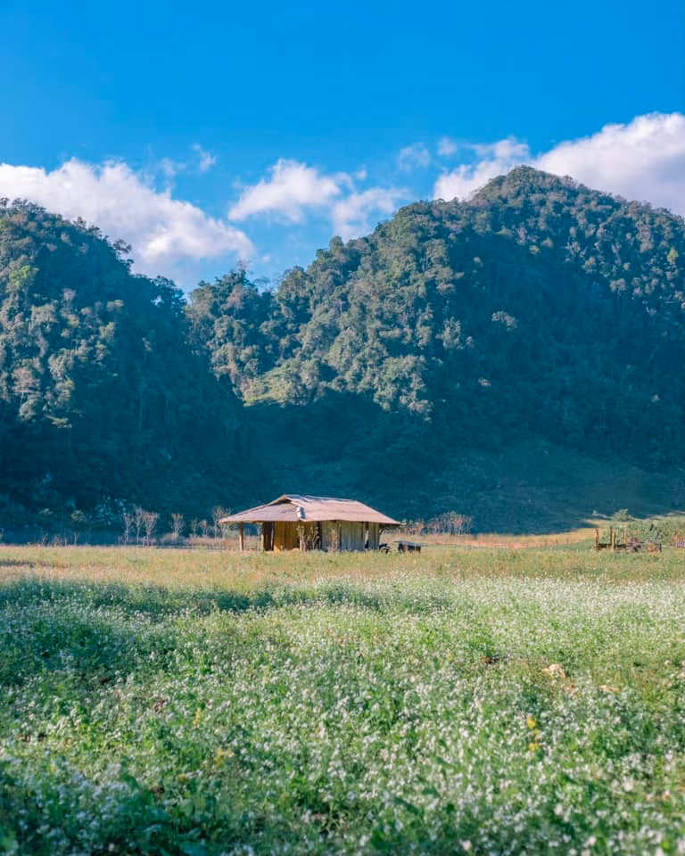 Những cánh đồng hoa cải trắng nở khắp Mộc Châu khiến bao người mê mẩn Ở những dải đất rộng lớn, hoa cải trắng phủ kín cả triền đồi. Ảnh: Bùi Ngọc Công