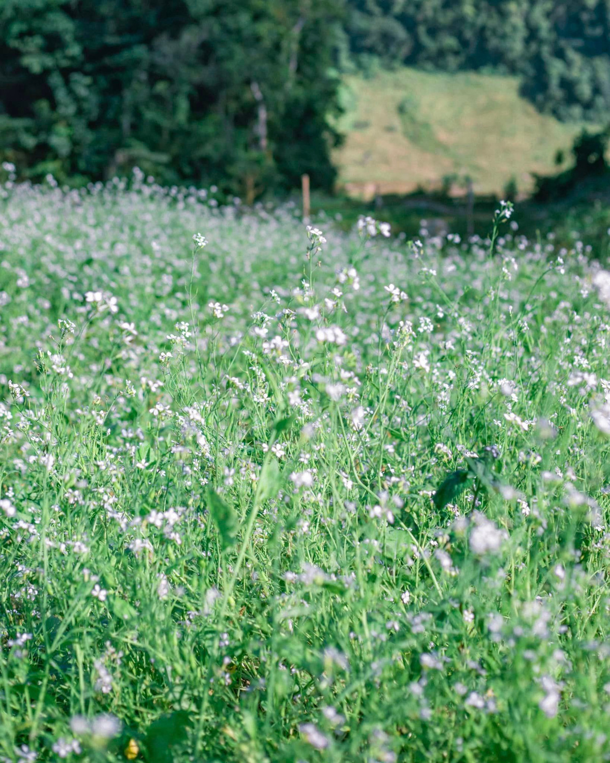 Du khách đến đây sẽ ngỡ như mình đang ở lại giữa "thiên đường dưới mặt đất" với màu trắng tinh khôi, thơ mộng. Ảnh: Bùi Ngọc Công