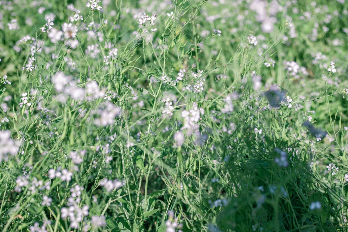 Những người yêu hoa và thích ngắm hoa đều muốn đến Mộc Châu check in hoa cải nở trắng, vừa nhẹ nhàng bình yên lại đỗi nên thơ. Ảnh: Bùi Ngọc Công