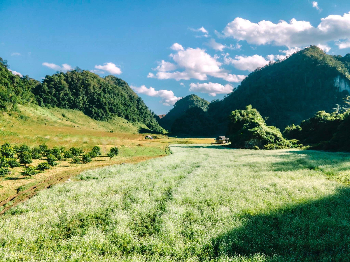 Thời điểm này giới trẻ đến check in Mộc Châu khá đông, có lẽ vì mê mẩn sắc trắng của hoa cải mà không ít trai xinh gái đẹp đã cho ra lò vô vàn tấm ảnh tại nơi đây. Ảnh: Bùi Ngọc Công