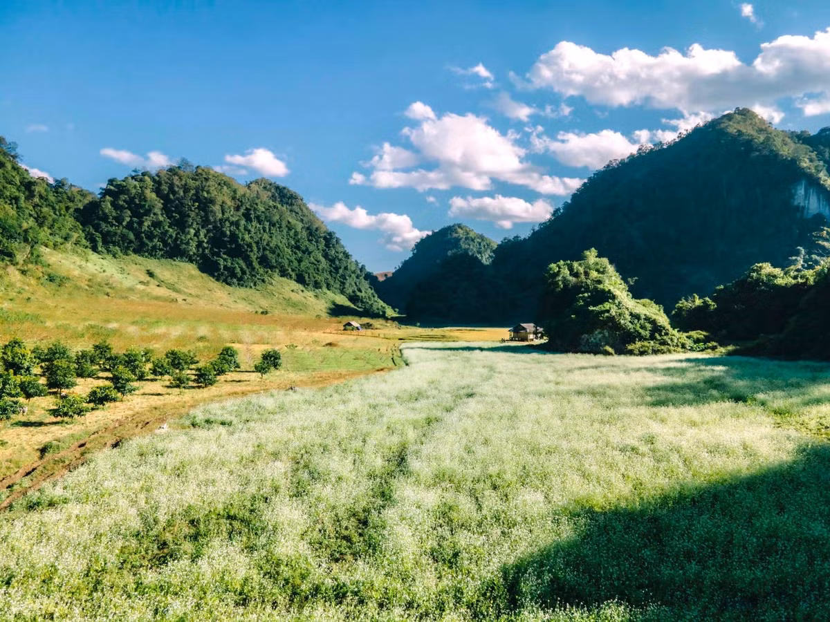 Thời điểm này giới trẻ đến check in Mộc Châu khá đông, có lẽ vì mê mẩn sắc trắng của hoa cải mà không ít trai xinh gái đẹp đã cho ra lò vô vàn tấm ảnh tại nơi đây. Ảnh: Bùi Ngọc Công