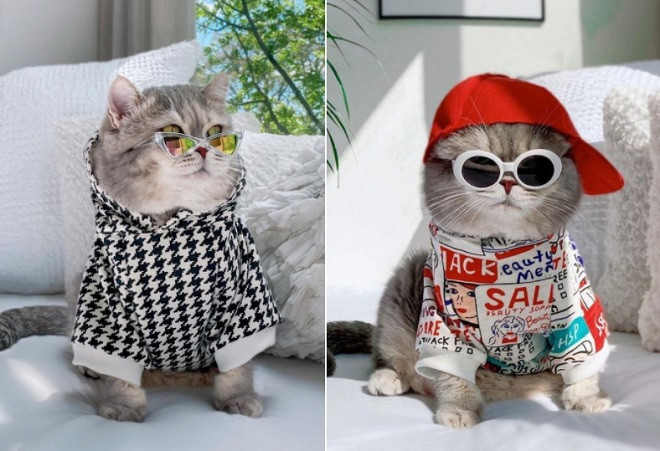 Không ít cư dân mạng dành lời khen ngợi về sự dễ thương mà chú mèo thể hiện qua từng bức ảnh. Ảnh: Tổng hợp