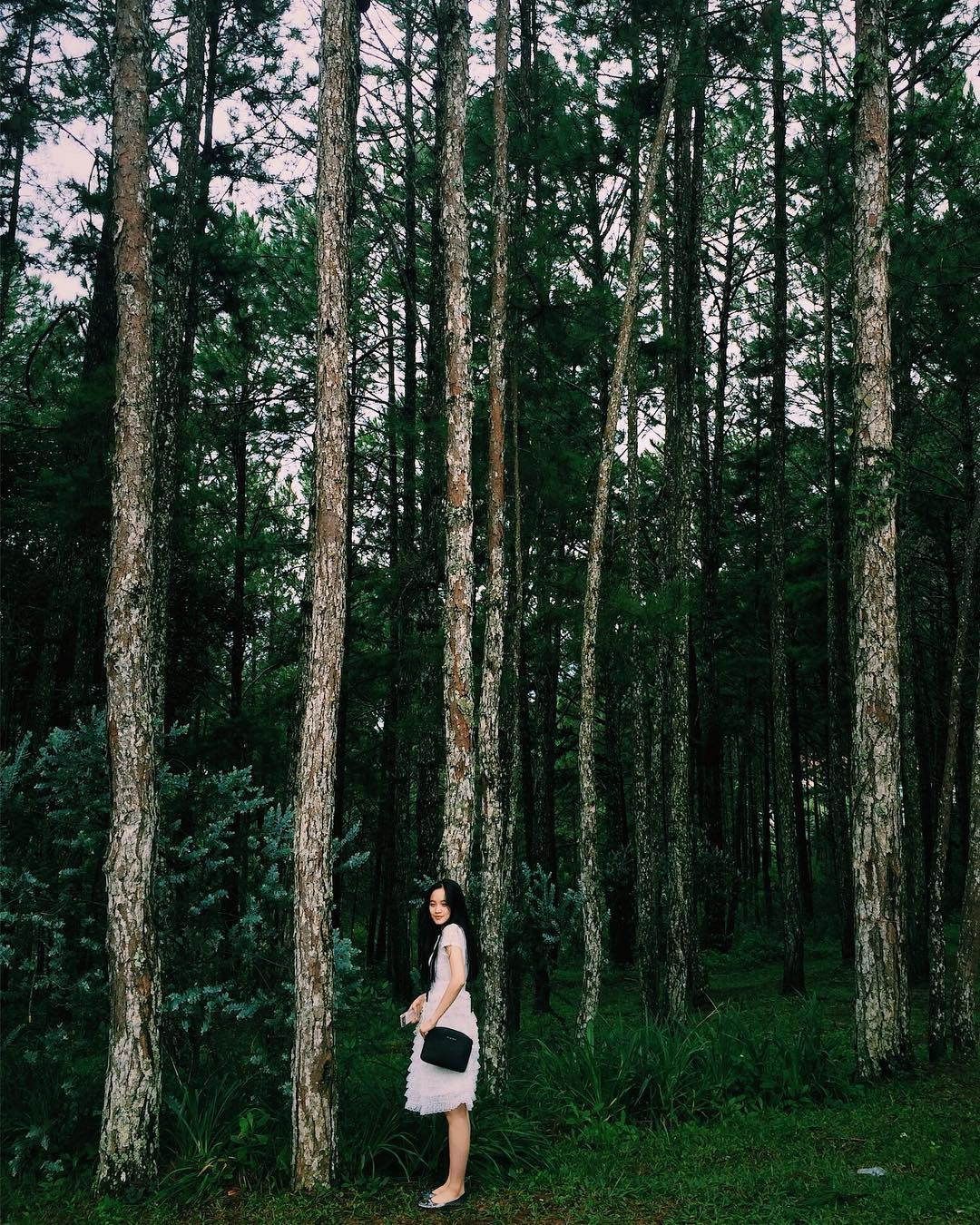 Dinh Bảo Đại I không chỉ có kiến trúc thời Pháp thuộc ấn tượng mà còn có một khu rừng thông rất đẹp. Rừng thông ở đây có diện tích lên đến chục ha.