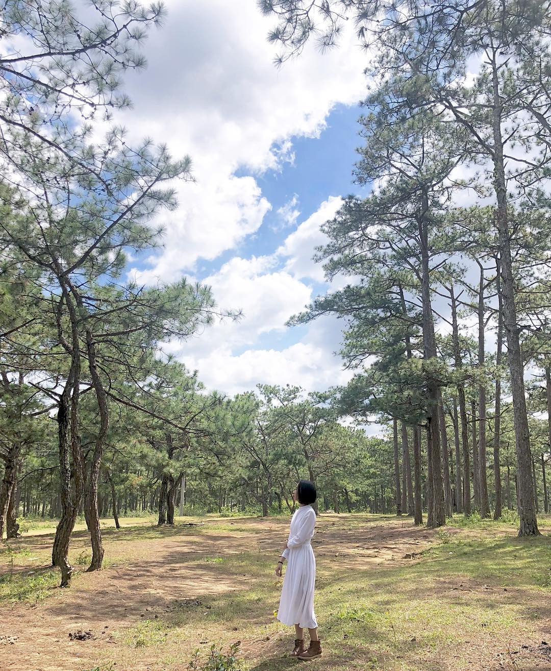 Rừng thông ở đây không lớn như rừng thông ở đường Khởi Nghĩa Bắc Sơn. Tuy nhiên, vẻ đẹp huyền bí và thơ mộng thì chắc chắn không kém cạnh chút nào.