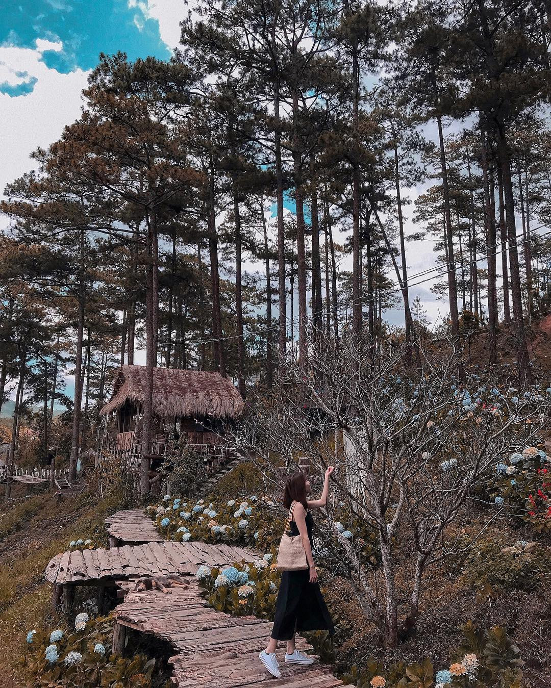 Rừng thông bên hồ Than Thở được nhiều du khách yêu thích và đến check in.