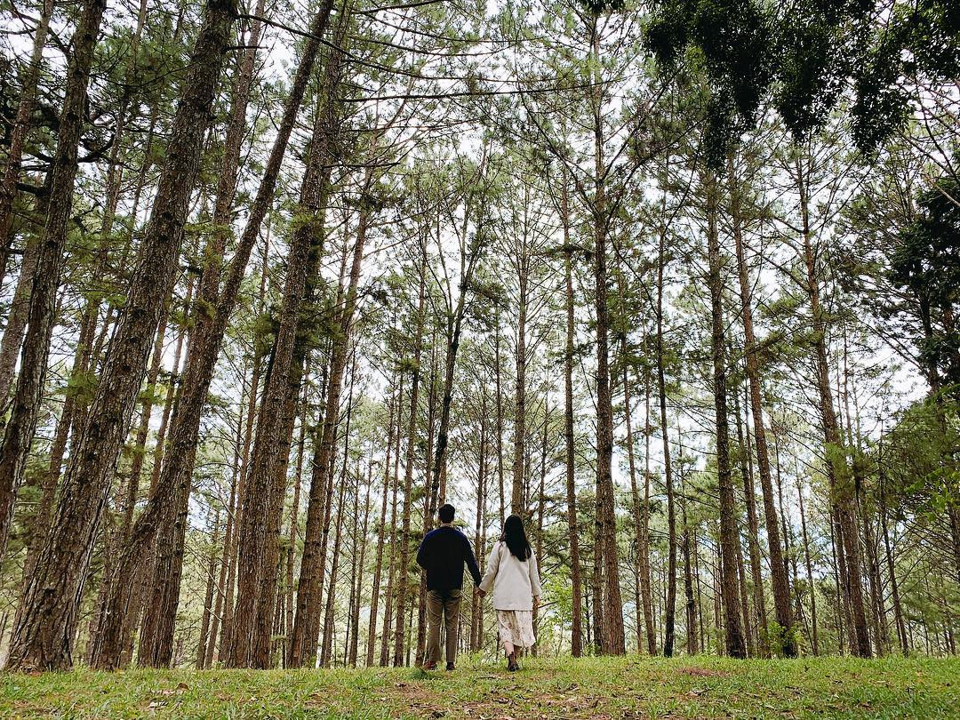 Thông mọc rất dày, cành lá đan xen vào nhau. Một vài chỗ hiếm hoi để tia nắng mặt trời lọt qua khiến cho khung cảnh càng thêm phần thơ mộng.