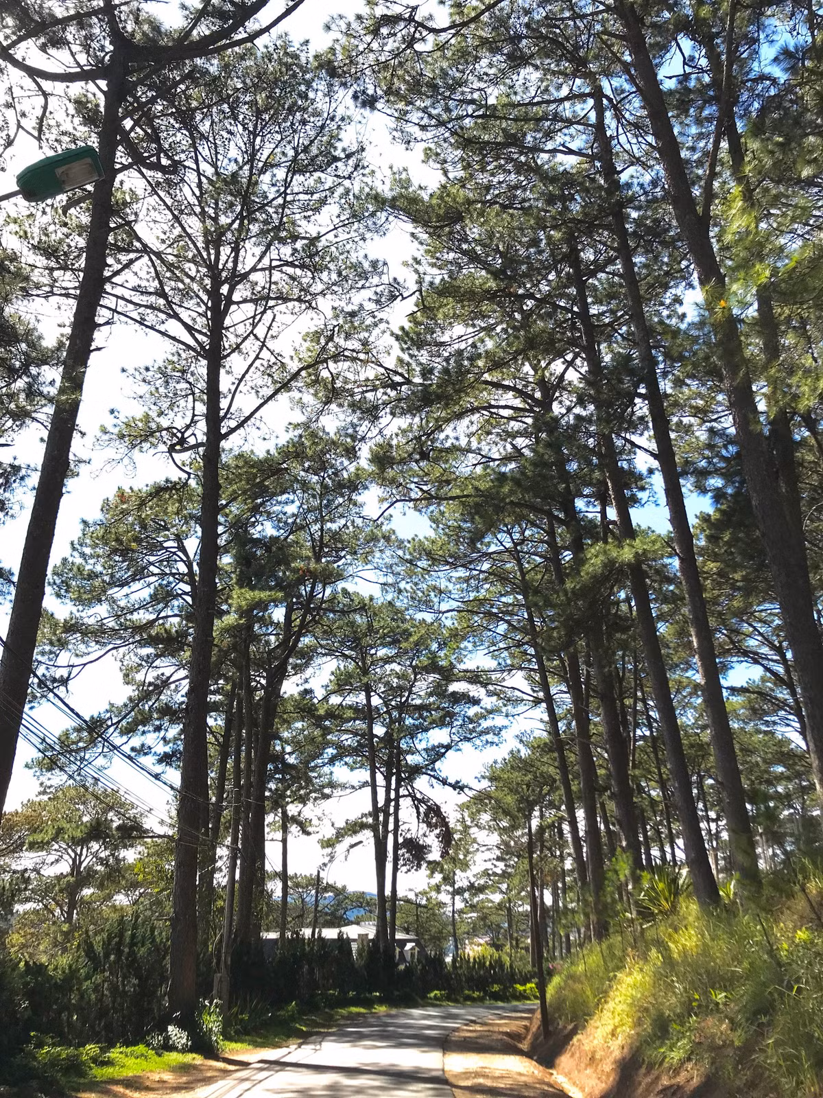 Cách trung tâm thành phố Đà Lạt chỉ 2km, rừng thông trên đường Khởi Nghĩa Bắc Sơn là địa điểm tham quan và chụp hình lý tưởng dành cho du khách.