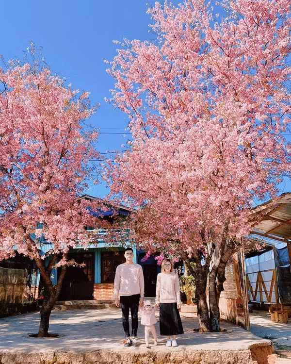 Vào mùa xuân, Đà Lạt được ôm ấp bởi đầy hoa tươi với vô vàn màu sắc khiến thành phố xinh đẹp kiều diễm như cổ tích.