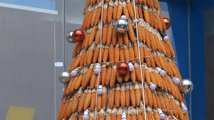 Khi cây thông làm bằng ngô hoàn thành đã thu hút rất nhiều du khách, nhất là các bạn trẻ đến chụp ảnh làm kỷ niệm bên cây thông Noel độc đáo này. Ảnh: Lê Phú/Báo Tin Tức