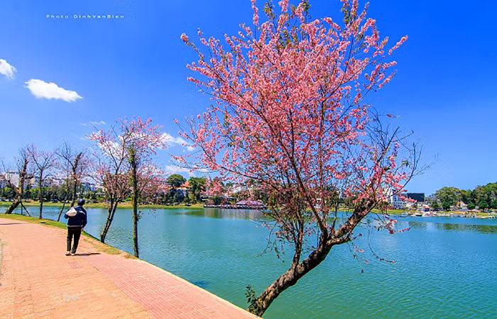Những cây hoa mai anh đào Đà Lạt rực rỡ rủ bóng bên bờ hồ tạo khung cảnh thiên nhiên lãng mạn, thơ mộng. Đây là địa điểm check in bạn không nên bỏ qua nếu có dịp ghé đến Đà Lạt mộng mơ.