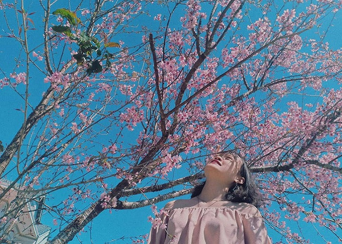 Ngày nay hoa anh đào còn được trồng thêm ở nhiều địa điểm khác quanh khu vực này.