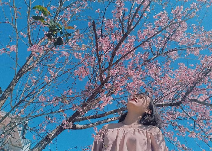 Ngày nay hoa anh đào còn được trồng thêm ở nhiều địa điểm khác quanh khu vực này.