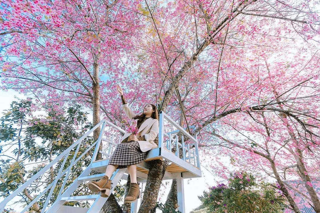 Cứ vào mùa hoa anh đào nở tại đây lại tấp nập người ra vào vừa chụp ảnh, vừa ngắm nhìn khung cảnh thiên nhiên rực rỡ không thể rời mắt.