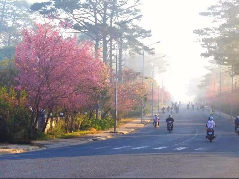 Đường Trần Hưng Đạo còn được gọi với cái tên khác là đường hoa mai anh đào Đà Lạt. Đoạn đường này kéo dài hơn 500m, 2 bên đường là hàng loạt hoa anh đào rực rỡ, thu hút.