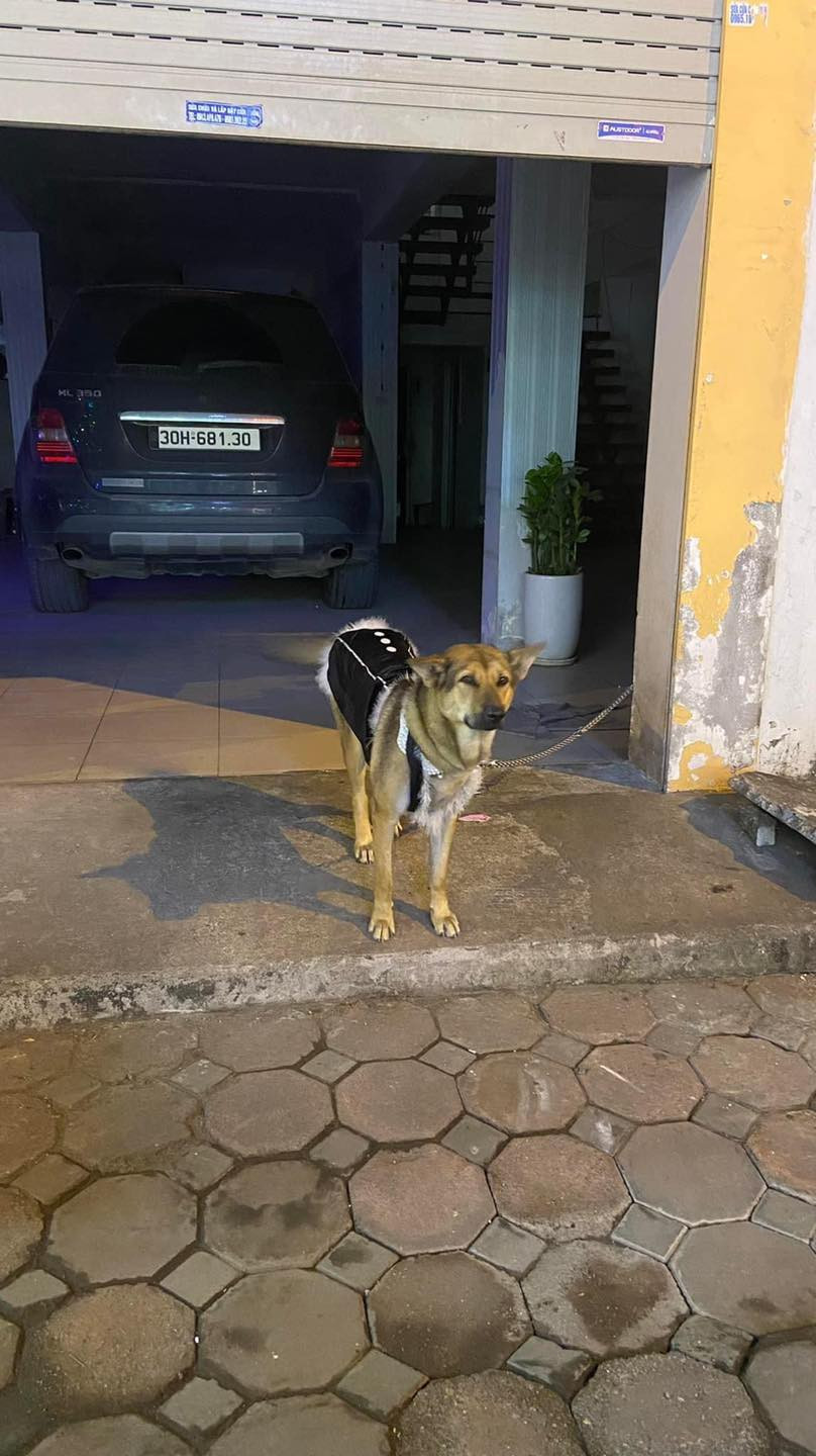 Bên cạnh sự hài hước của chúng, loài vật bốn chân này còn đem niềm vui khác đến cho "con sen" khi trở thành “fashionista” thực thụ dưới bàn tay hỗ trợ của “sen”.