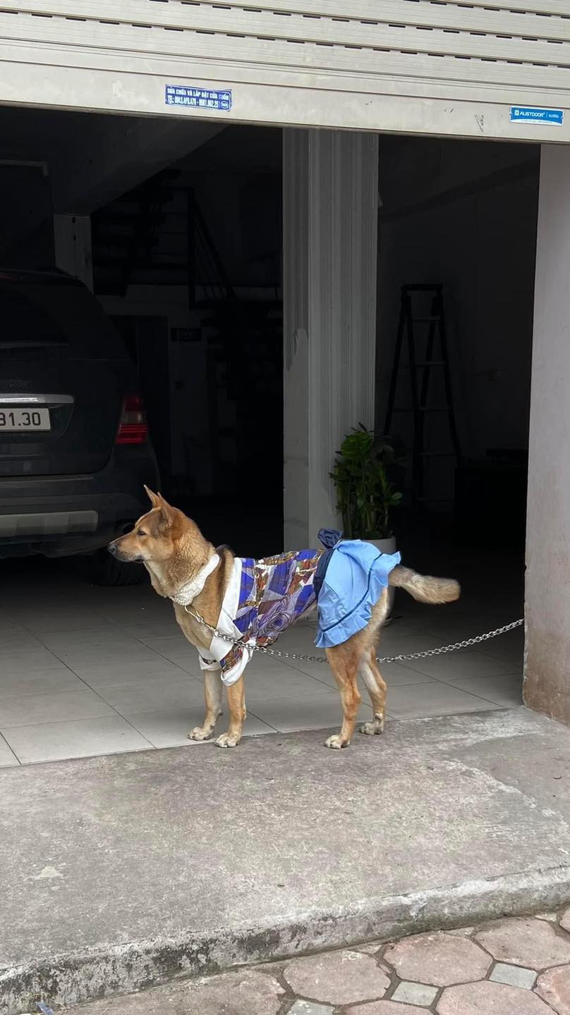 Mới đây loạt hình ảnh về chú chó hài hước được ví như fashionista, mặc quần áo không trùng nhau ngày nào đang thu hút cư dân mạng.