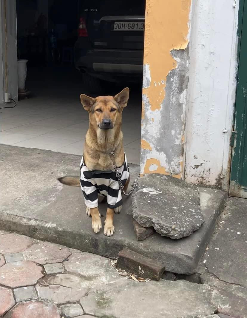 Sẽ chẳng có gì đáng chú ý nếu như chú chó này không được khoác lên người một vẻ ngoài vô cùng sành điệu khiến người qua đường không thể không ngoái nhìn.