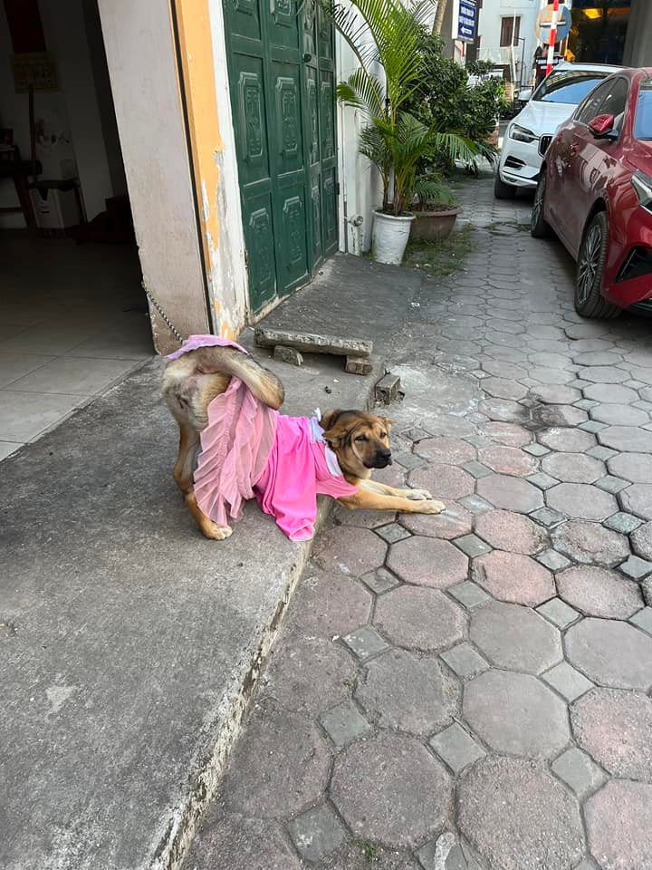 Loạt hình ảnh hài hước của chú chó này sau khi chia sẻ lên MXH đã khiến netizen được phen thích thú, cười nghiêng ngả. Thậm chí có người còn ghen tị vì bộ sưu tập thời trang độc đáo của nó.