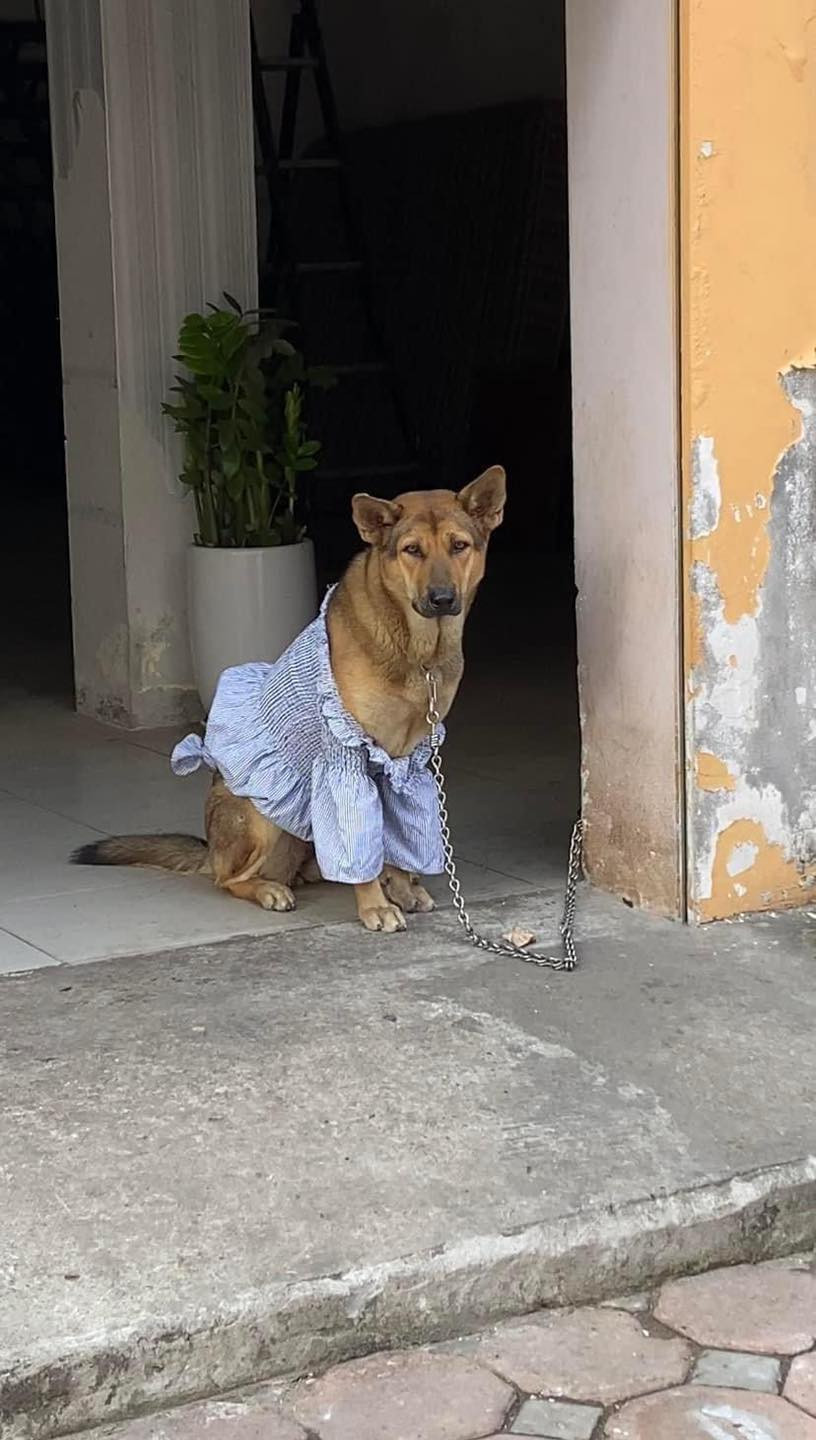 Theo lời kể của chủ nhân bức ảnh, chú chó này ở gần công ty cô, nó được giao nhiệm vụ trông xe nhưng chưa bao giờ hoàn thành công việc bởi ai đến nó cũng mừng rỡ.