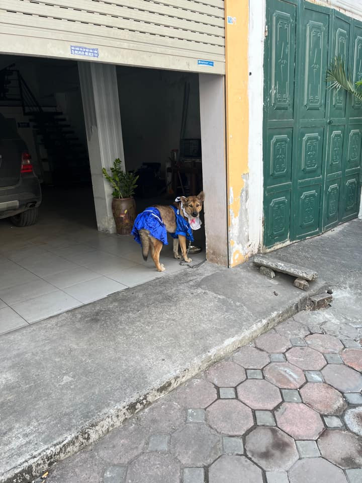 Chú chó này mặc dù không quá đặc biệt, thế nhưng chính phong cách thời trang của nó lại là điểm nhấn khiến nó trở nên khác biệt hơn những chú chó khác.