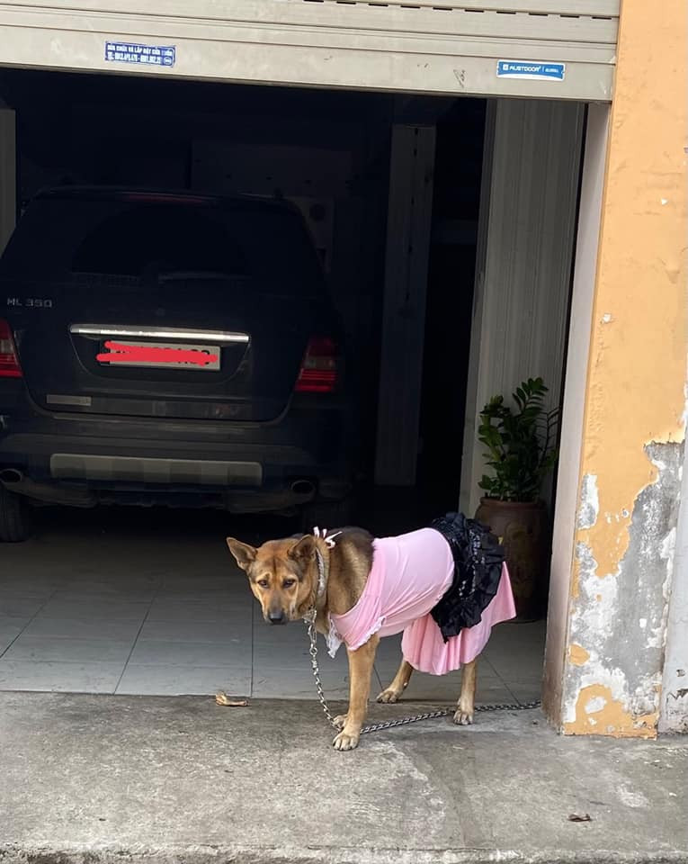 Thay vì mặc các bộ trang phụ dành riêng cho thú cưng, chú chó này được chủ nhân khoác lên mình những bộ trang phục đầy kiểu cách, lộng lẫy của hội chị em.