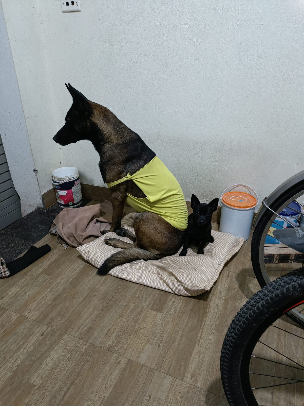 Hình ảnh về chú chó này chính vì vậy đã thu hút rất nhiều lượt tương tác cùng bình luận hài hước. Ảnh: Nguyen Hong Nhung