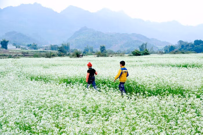 Đến với nơi đây, bạn không những được tận mắt chiêm ngưỡng những vườn cải trắng muốt nở rộ, mà còn có cơ hội ở homestay, trải nghiệm và khám phá cuộc sống, văn hóa của người dân.