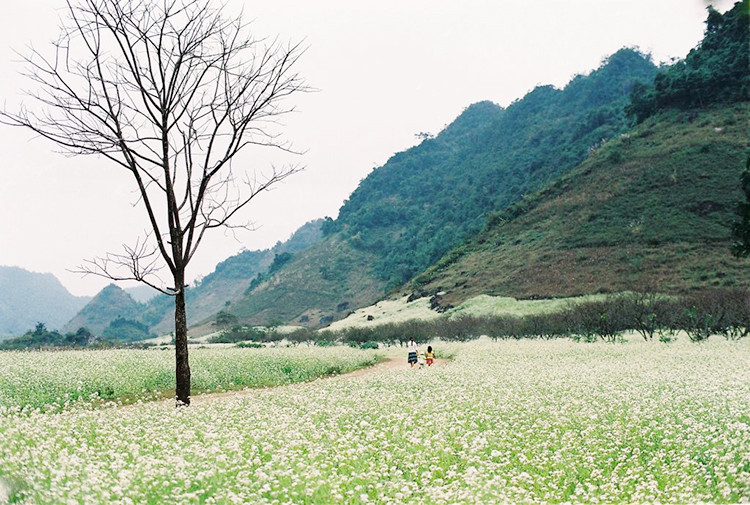 Từng cánh hoa rung rinh trước gió, trải mênh mông trên triền đồi như có ma lực cuốn hút ánh nhìn và khiến tâm hồn ta như muốn hoà vào không gian.