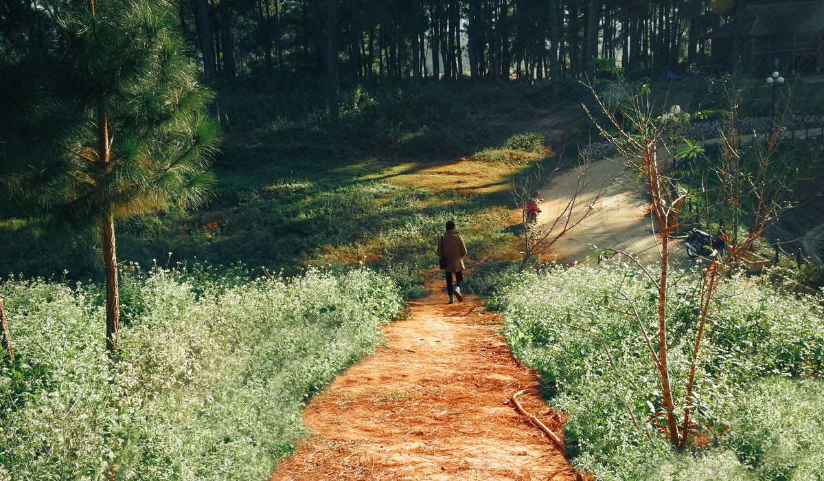 Bên cạnh đó, nơi đây còn hấp dẫn du khách bởi nhiều điểm check in đẹp khác như đồi thông, vườn ươm dâu tây,…ở gần đó.