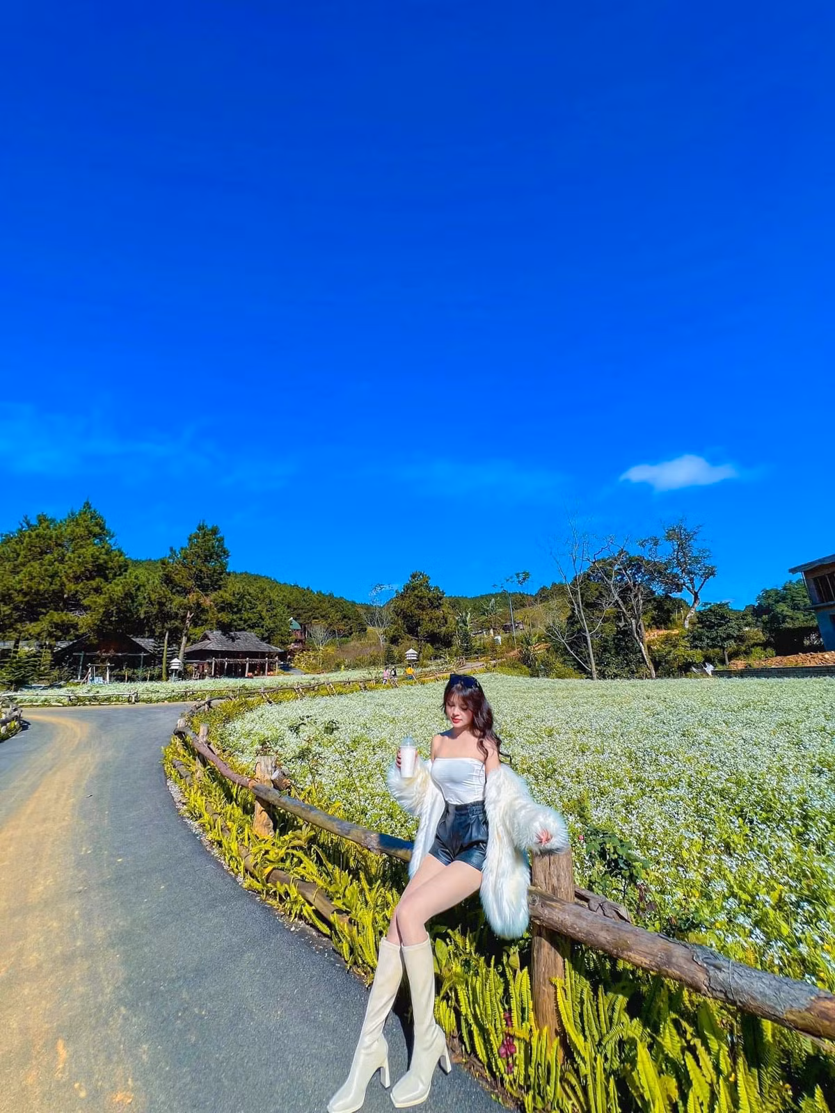 Nhung diem check in hoa cai trang Moc Chau dep quen loi ve