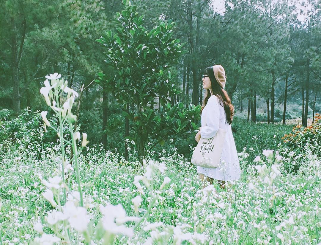 Một điểm check in hoa cải trắng khác là rừng thông bản Áng, đây được xem là nơi nhất định phải đến ở Mộc Châu.