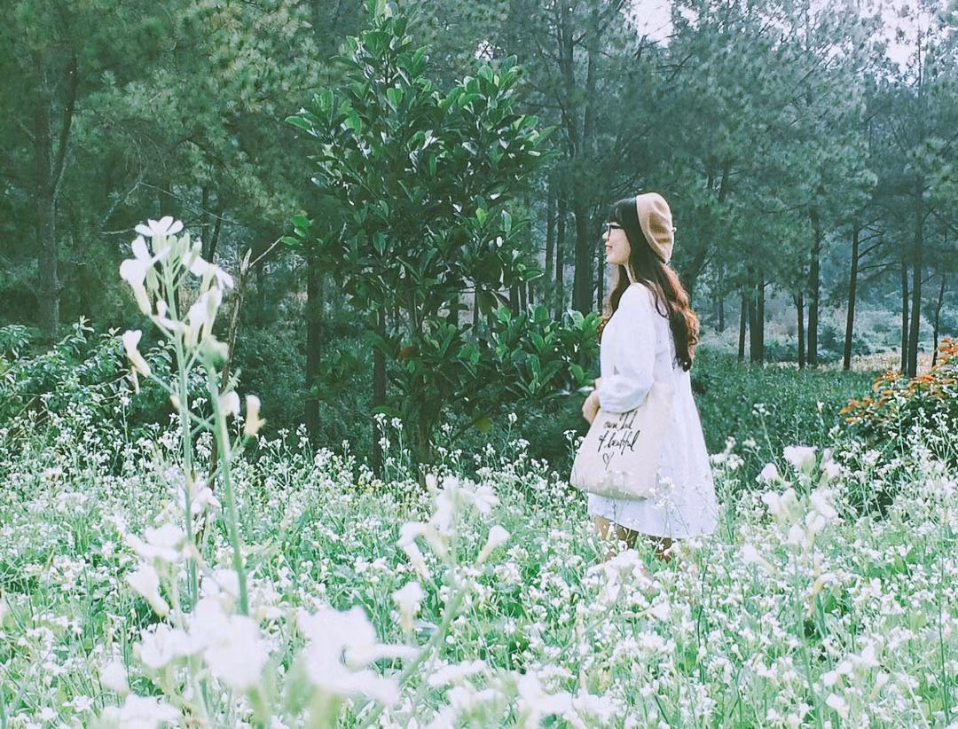 Một điểm check in hoa cải trắng khác là rừng thông bản Áng, đây được xem là nơi nhất định phải đến ở Mộc Châu.