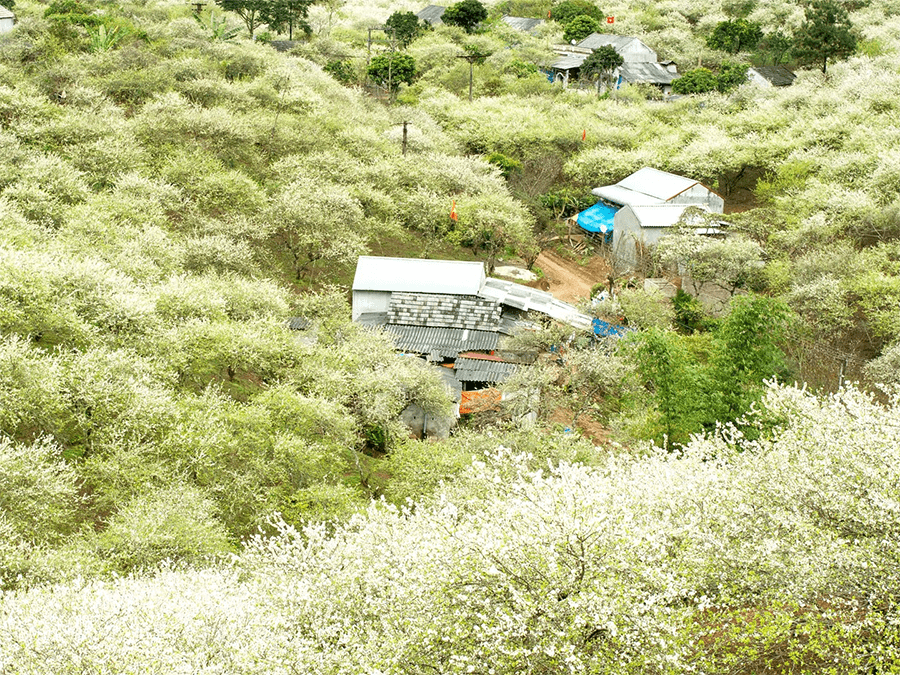 Thung lũng Nà Ka cũng được bao phủ bởi hoa cải trắng rất đẹp. Các vườn cải ở đây được người dân địa phương trồng và chăm sóc tỉ mỉ, chu đáo, phục vụ cho nhu cầu tham quan, chụp ảnh của khách du lịch. Ảnh: Tổng hợp