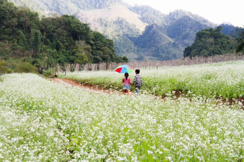 Bản Pa Phách cũng là nơi mọc khá nhiều hoa cải trắng, những cánh đồng cải trắng Pa Phách có một vẻ đẹp lạ kỳ, khiến ai cũng đam mê và không thể rời mắt.