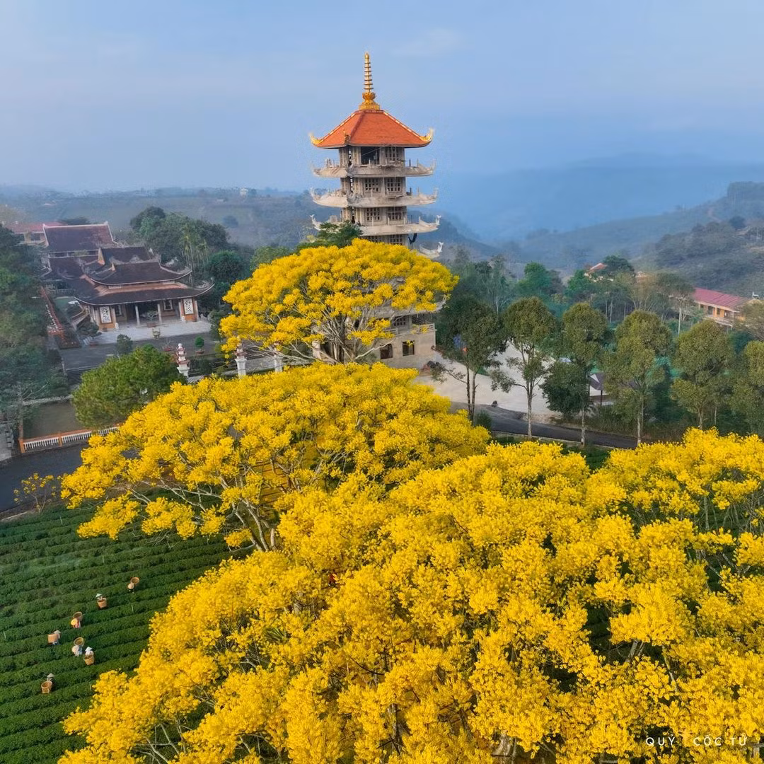 Thời điểm này ở Bảo Lộc những cây phượng vàng bắt đầu nở rộ, nó thường xuất hiện ở Tu viện Bát Nhã (xã Đamb’ri, thành phố Bảo Lộc). Nhiều du khách từng đến đây kháo nhau rằng, khung cảnh của nơi đây đẹp như mùa lá vàng ở Hàn Quốc.