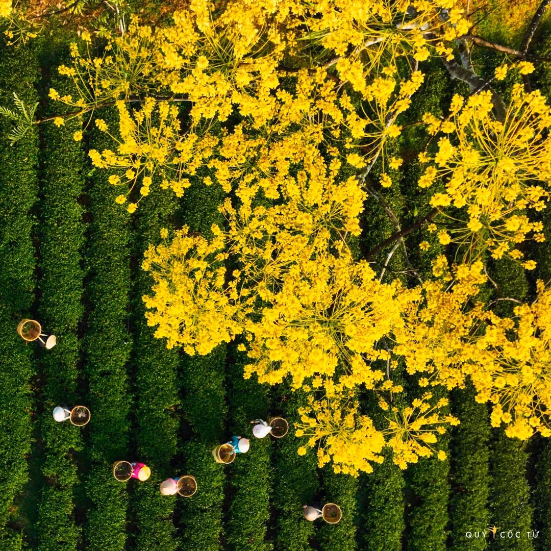 Dù không mang vẻ đồ sộ như những ngôi chùa khác nhưng nơi đây gây ấn tượng bởi bức tranh phong cảnh bình yên qua rừng thông, đồi chè, tiếng dòng thác chảy róc rách…