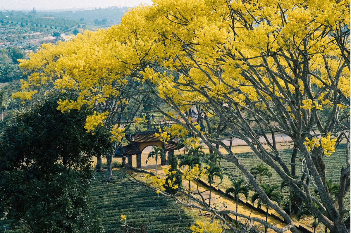 Check in phượng vàng đẹp nhất vào mùa xuân, thời điểm này nắng vàng hanh hao cùng những cơn gió se lạnh ùa về, nhiệt độ thấp hơn các tháng khác trong năm và cũng là mùa khô ở Tây Nguyên.