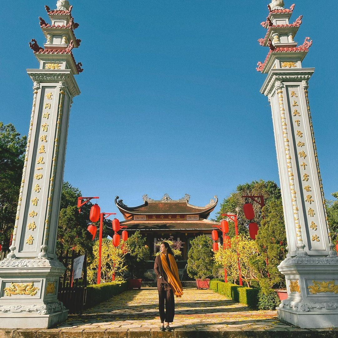 Được biết ở Bảo Lộc hiện đang có khoảng 15 cây phượng vàng, được trồng ở nhiều nơi trong đó có Tu viện Bát Nhã.