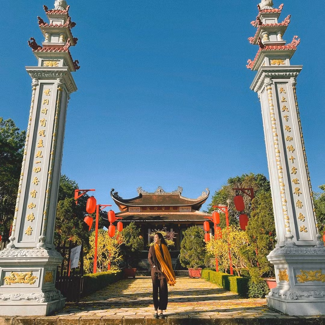 Được biết ở Bảo Lộc hiện đang có khoảng 15 cây phượng vàng, được trồng ở nhiều nơi trong đó có Tu viện Bát Nhã.