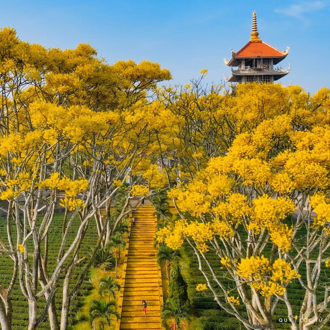 Dạo bước ở Tu viện với những bậc thang trải dài, đây có lẽ là lúc lòng người cảm thấy thư thái nhất bởi hòa mình vào sắc vàng của loài hoa này.