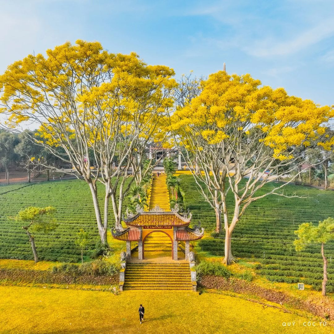 Cuối năm là lúc những loài hoa bắt đầu đua nhau khoe sắc ở Lâm Đồng, nổi tiếng nhất là hoa anh đào hồng dịu và ngọt ngào, tuy nhiên những cây phượng vàng cũng là nét đặc trưng ở nơi đây.