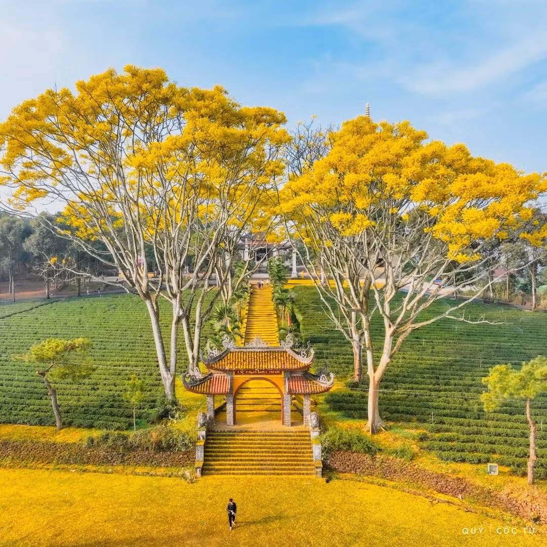 Cuối năm là lúc những loài hoa bắt đầu đua nhau khoe sắc ở Lâm Đồng, nổi tiếng nhất là hoa anh đào hồng dịu và ngọt ngào, tuy nhiên những cây phượng vàng cũng là nét đặc trưng ở nơi đây.