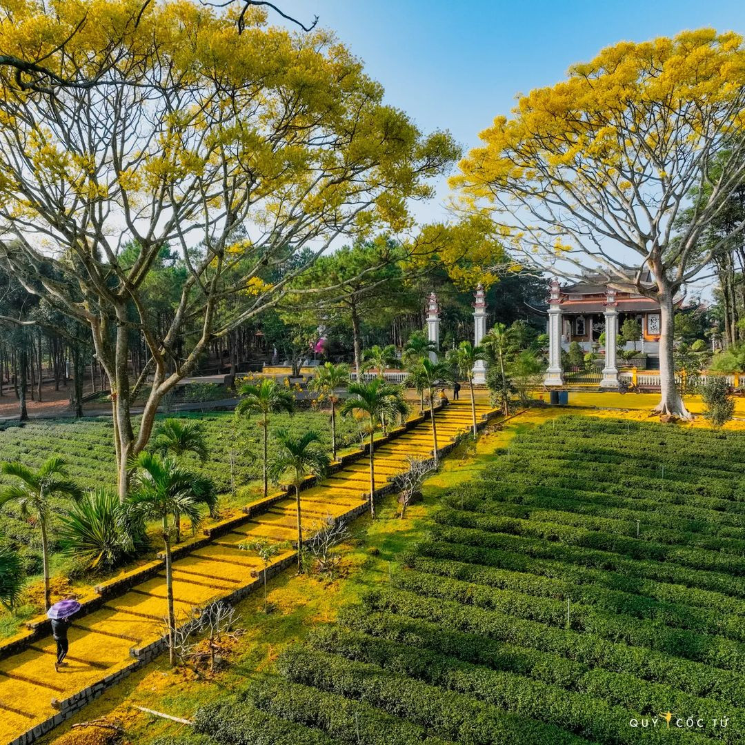 Những chùm hoa sẽ nở rộ, nhuộm vàng cả một góc trời nếu đúng vào mùa của nó.